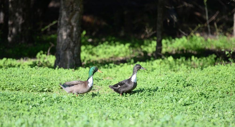 Quinta Pedagogica Da Samoqueirinha - Duna Parque Resorts & Hotels Vila Nova de Milfontes Luaran gambar