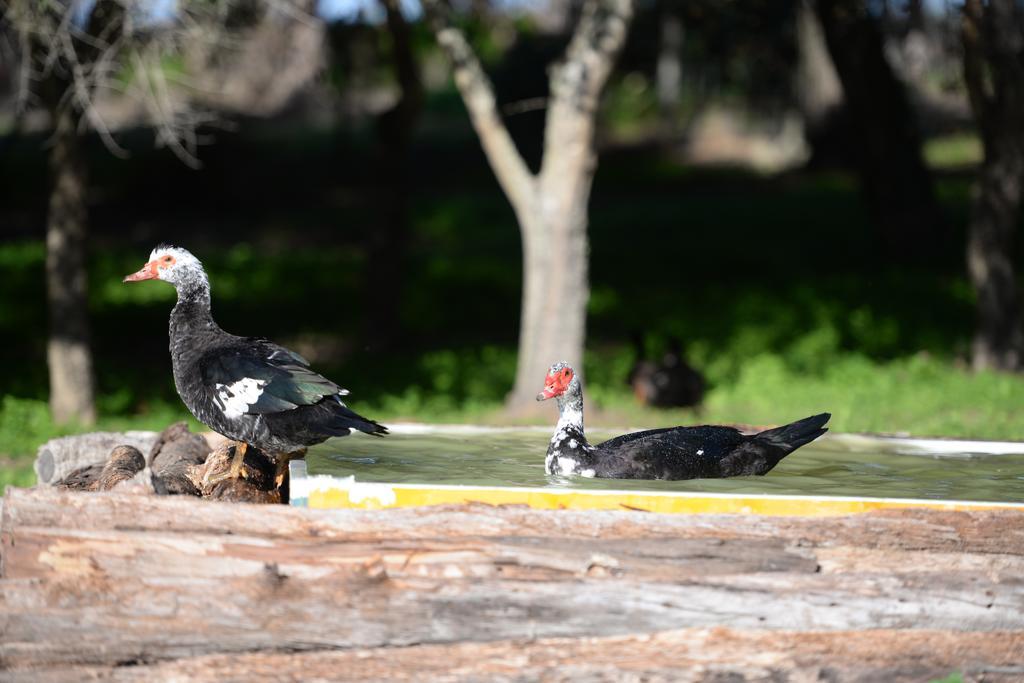 Quinta Pedagogica Da Samoqueirinha - Duna Parque Resorts & Hotels Vila Nova de Milfontes Luaran gambar